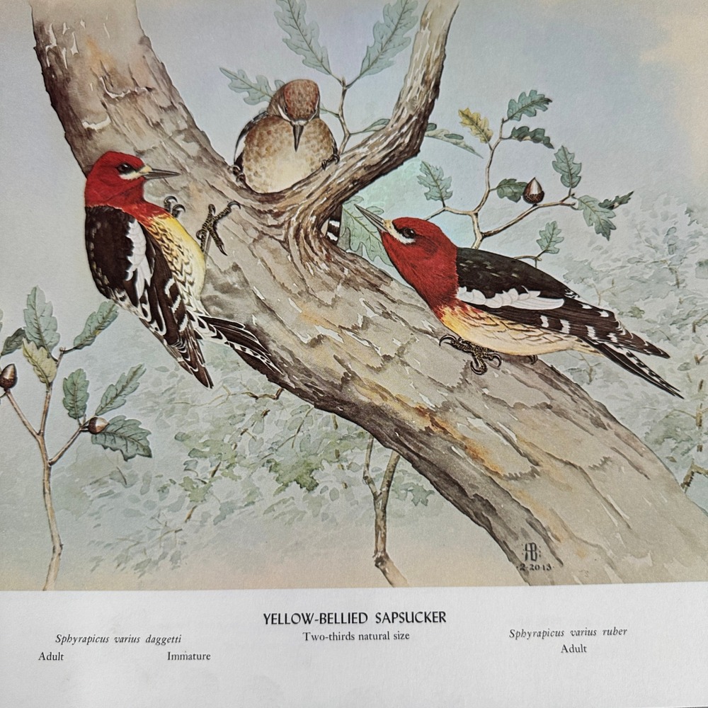 Rex Brasher Yellow Bellied Sapsucker Bird Vtg Original Book Plate Wall Art Decor